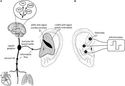 Current Directions in the Auricular Vagus Nerve Stimulation I – A Physiological Perspective